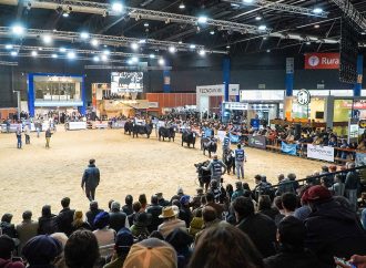 La ganadería argentina tiene una gran cita en Palermo: todo listo para la Expo Angus de Otoño 2026