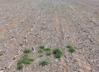 Barbecho inteligente: la tecnología digital como aliada clave contra las malezas resistentes