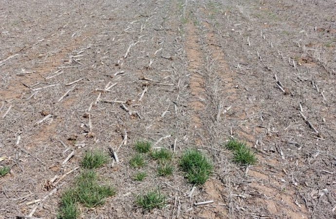 Barbecho inteligente: la tecnología digital como aliada clave contra las malezas resistentes