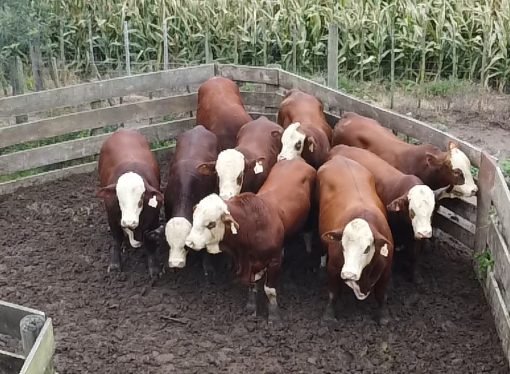 Braford: la apuesta por una ganadería funcional y pastoril tuvo su primera prueba fenotípica en Establecimiento La Toma