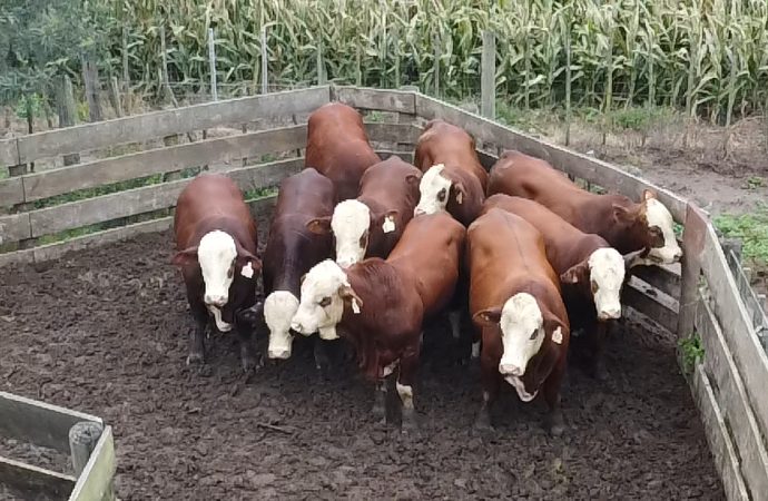 Braford: la apuesta por una ganadería funcional y pastoril tuvo su primera prueba fenotípica en Establecimiento La Toma