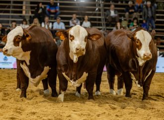 Braford en el centro de la escena: tradición, gastronomía y el pulso de las nuevas generaciones en Corrientes