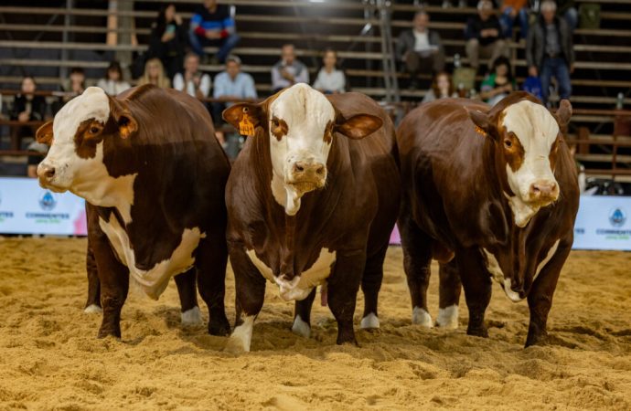 Braford en el centro de la escena: tradición, gastronomía y el pulso de las nuevas generaciones en Corrientes