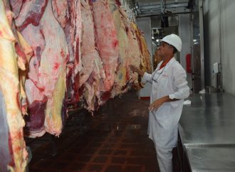 Carne de búfalo: la apuesta estratégica que conquista paladares en Chile y revoluciona los campos difíciles de Argentina