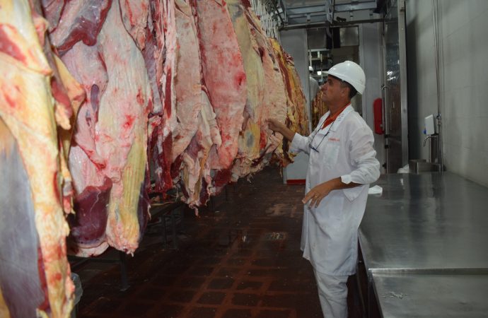 Carne de búfalo: la apuesta estratégica que conquista paladares en Chile y revoluciona los campos difíciles de Argentina