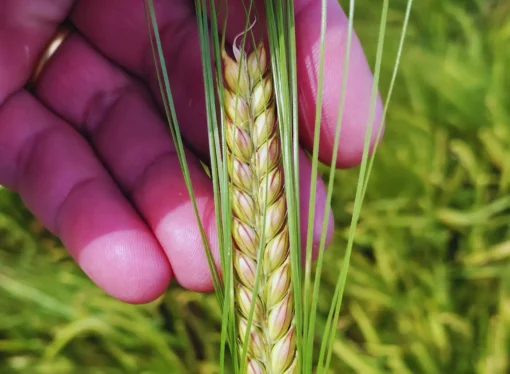 INTA lanza Beatriz INTA: la nueva cebada que revoluciona el rendimiento y la resistencia al frío