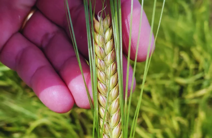 INTA lanza Beatriz INTA: la nueva cebada que revoluciona el rendimiento y la resistencia al frío