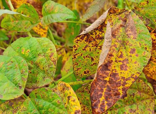 Soja 2026: el avance de Cercospora y Septoria pone en jaque los rendimientos en la zona núcleo