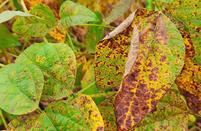 Soja 2026: el avance de Cercospora y Septoria pone en jaque los rendimientos en la zona núcleo