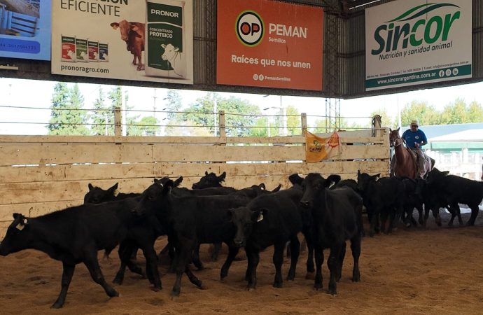Fiesta Provincial del Ternero: Consignaciones Córdoba remata 2.200 cabezas en la Sociedad Rural de Jesús María. Seguilo en VIVO