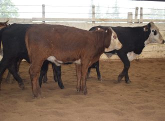 Mercado de Hacienda: el consumo sigue en baja, mientras la invernada se mantuvo estable en la subasta de Consignaciones Córdoba