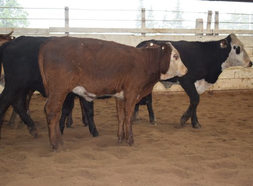 Mercado de Hacienda: el consumo sigue en baja, mientras la invernada se mantuvo estable en la subasta de Consignaciones Córdoba