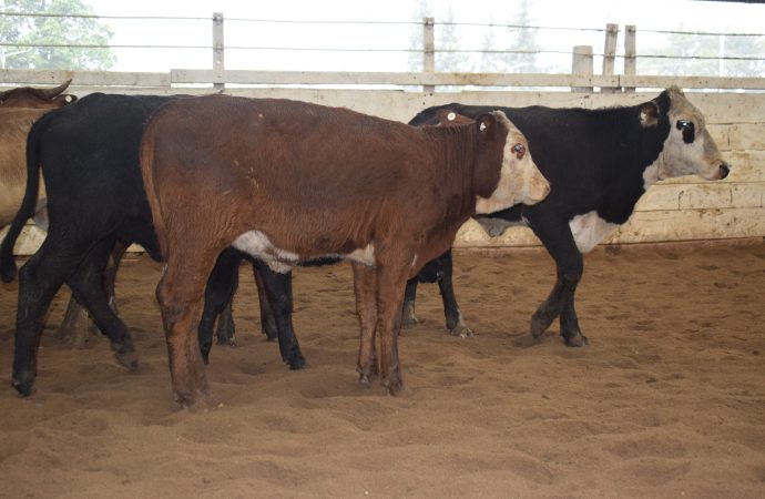 Mercado de Hacienda: el consumo sigue en baja, mientras la invernada se mantuvo estable en la subasta de Consignaciones Córdoba