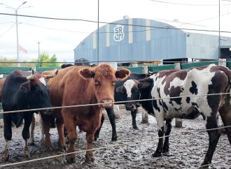 Mercado de Hacienda: los precios de gordos e invernada se mantuvieron estables en el remate de Consignaciones Córdoba
