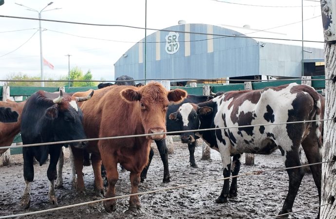 Mercado de Hacienda: los precios de gordos e invernada se mantuvieron estables en el remate de Consignaciones Córdoba