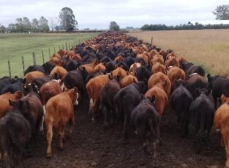 Revolución Ganadera: El acuerdo con la Unión Europea abre una era de rentabilidad histórica para el campo argentino