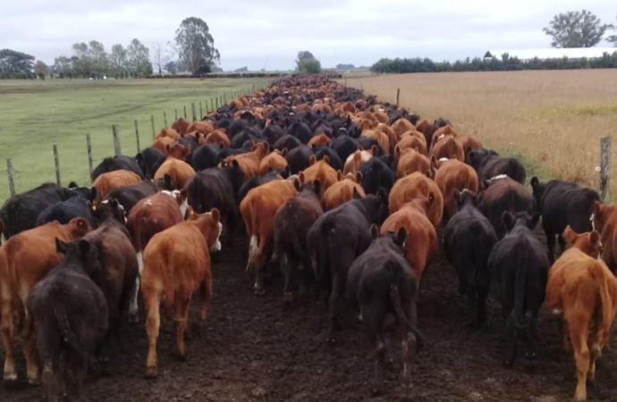 Revolución Ganadera: El acuerdo con la Unión Europea abre una era de rentabilidad histórica para el campo argentino