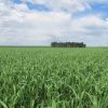 Llega el Simposio Regional de Fertilizar a La Pampa: humedad en el suelo y la lupa sobre la fertilización en una jornada especial