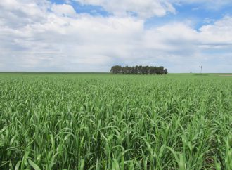 Llega el Simposio Regional de Fertilizar a La Pampa: humedad en el suelo y la lupa sobre la fertilización en una jornada especial