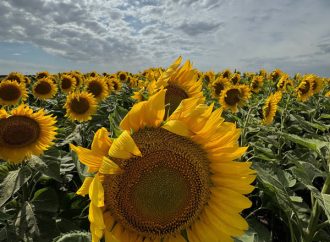 Innovación y sustentabilidad: El Simposio Regional Fertilidad 2026 llega a Santa Rosa para potenciar los cultivos de la región