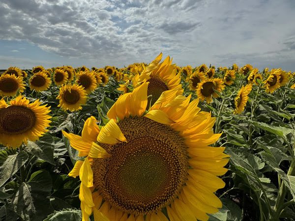 Innovación y sustentabilidad: El Simposio Regional Fertilidad 2026 llega a Santa Rosa para potenciar los cultivos de la región