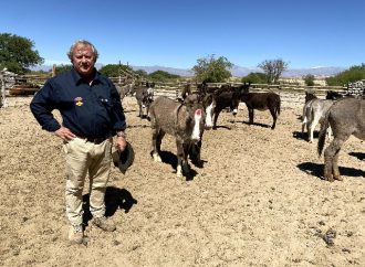 El «oro blanco» de Catamarca: La leche de burra desembarca en TodoLáctea 2026 como la gran apuesta terapéutica