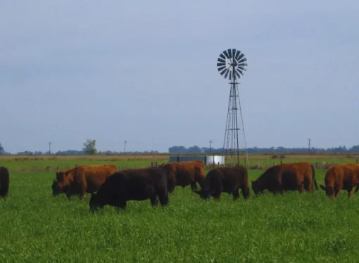Producción ganadera pastoril: buscan posicionar su valor nutricional y competitividad en un mercado desafiante