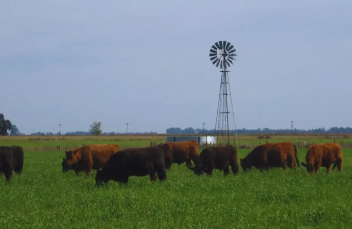Producción ganadera pastoril: buscan posicionar su valor nutricional y competitividad en un mercado desafiante