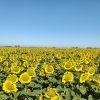 El girasol se consolida como el gran ganador de la campaña 2026/27 con genética de vanguardia
