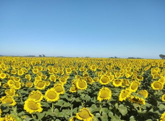 El girasol se consolida como el gran ganador de la campaña 2026/27 con genética de vanguardia
