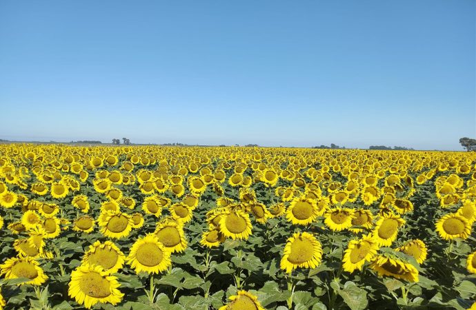 El girasol se consolida como el gran ganador de la campaña 2026/27 con genética de vanguardia