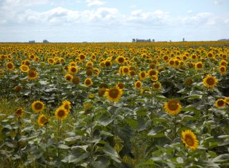 Exportaciones del campo: Las declaraciones de ventas de granos al exterior alcanzaron un nivel inédito en marzo