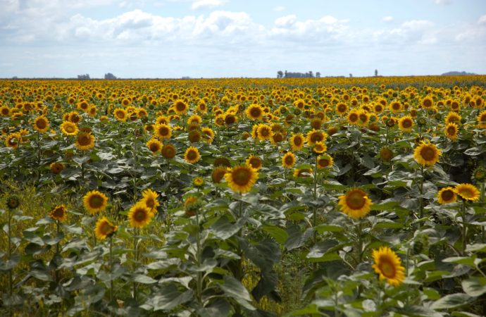 Exportaciones del campo: Las declaraciones de ventas de granos al exterior alcanzaron un nivel inédito en marzo