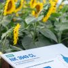 El girasol se consolida como el gran ganador de la campaña 2026/27 con genética de vanguardia