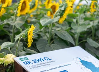 El girasol se consolida como el gran ganador de la campaña 2026/27 con genética de vanguardia
