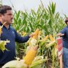 Illinois potencia su genética en el norte de Córdoba: una apuesta a la sanidad y la estabilidad en el maíz