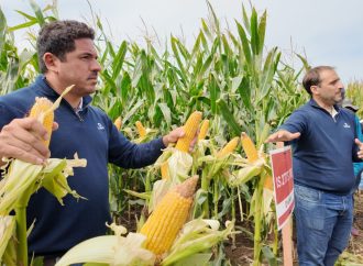 Illinois potencia su genética en el norte de Córdoba: una apuesta a la sanidad y la estabilidad en el maíz