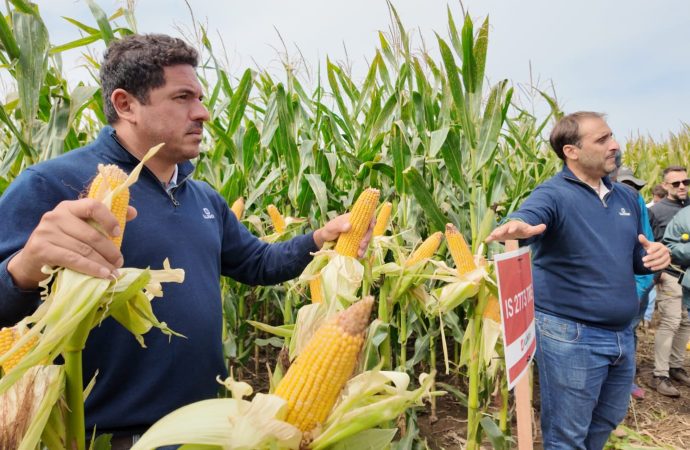 Illinois potencia su genética en el norte de Córdoba: una apuesta a la sanidad y la estabilidad en el maíz