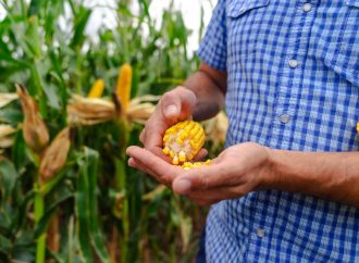 Semillas ILLINOIS apuesta a la ultra-especialización en maíz con su nueva campaña «El Guardián»