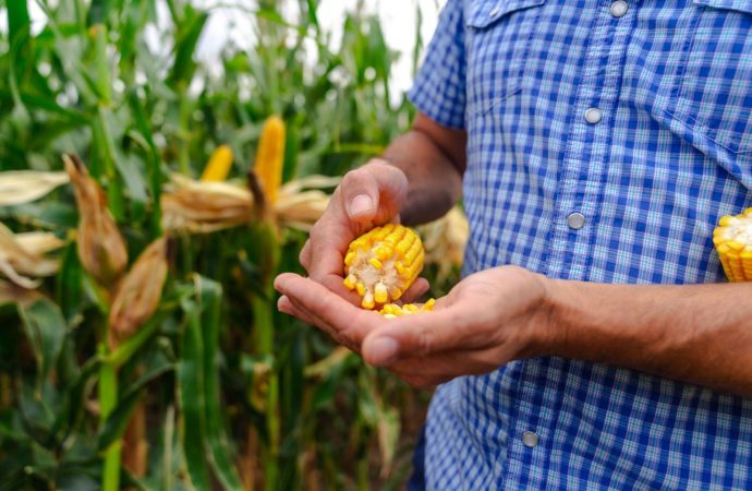 Semillas ILLINOIS apuesta a la ultra-especialización en maíz con su nueva campaña «El Guardián»