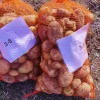 Investigación del INTA y Conicet logra papas con doble resistencia a los virus más dañinos del cultivo