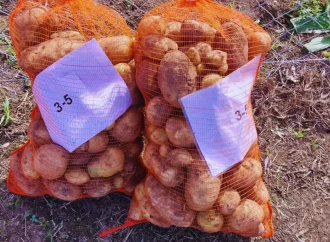 Investigación del INTA y Conicet logra papas con doble resistencia a los virus más dañinos del cultivo