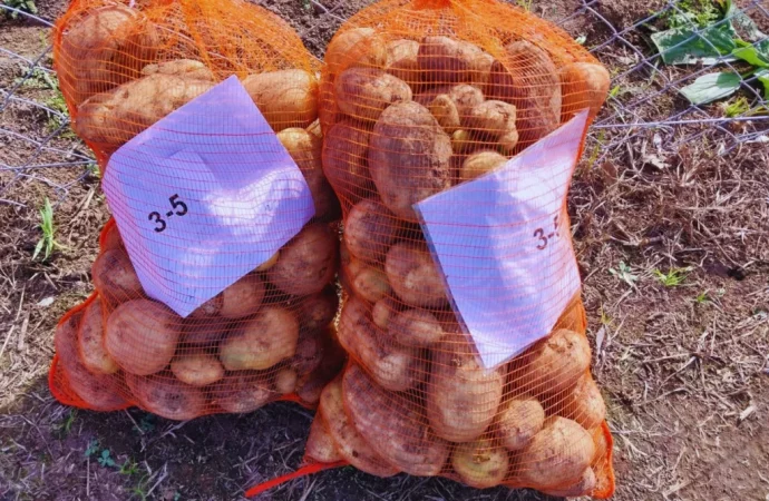 Investigación del INTA y Conicet logra papas con doble resistencia a los virus más dañinos del cultivo