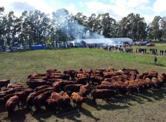 Innovación y eficiencia ganadera: más de 500 productores se reunieron en la primera Jornada a Campo del IPCVA en Bordenave