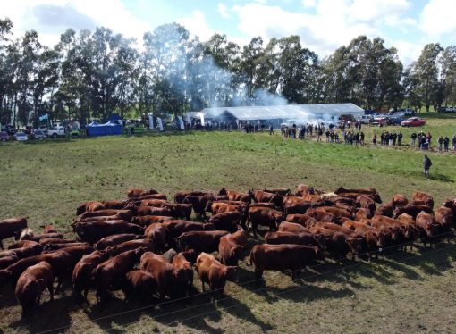Innovación y eficiencia ganadera: más de 500 productores se reunieron en la primera Jornada a Campo del IPCVA en Bordenave