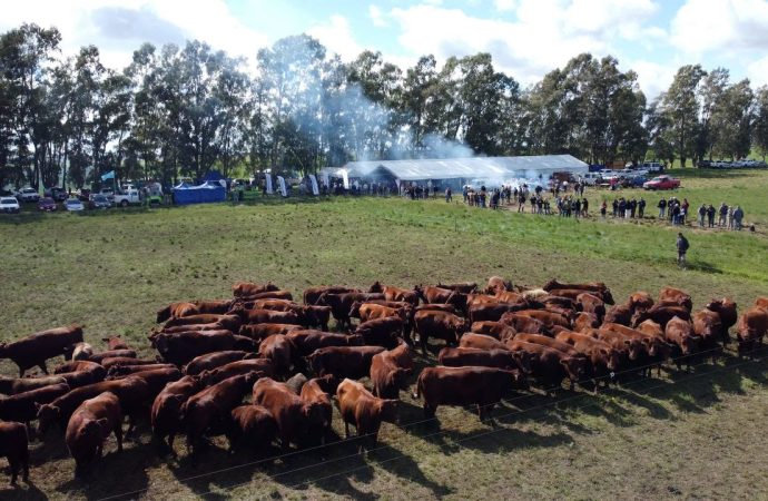 Innovación y eficiencia ganadera: más de 500 productores se reunieron en la primera Jornada a Campo del IPCVA en Bordenave