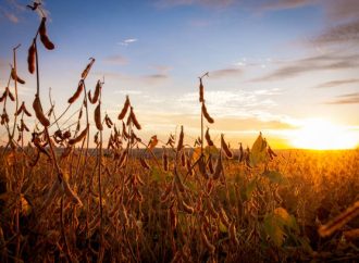 Mercados de granos: Entre la tensión geopolítica en Chicago y el pulso de Rosario
