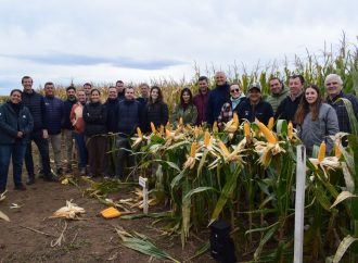 INTA Río Primero evaluó el desempeño de híbridos de maíz en una campaña marcada por la sanidad y el buen clima
