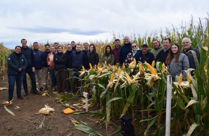 INTA Río Primero evaluó el desempeño de híbridos de maíz en una campaña marcada por la sanidad y el buen clima