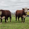 Arrancó la 9ª Prueba Hereford en el Campus de la UCC, para elegir el mejor Toro de la Raza Centro Oeste